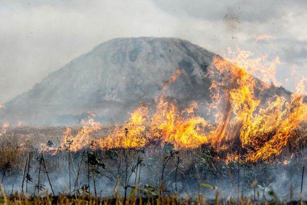 Fumul incendiilor de vegetaţie, factor de risc în autismul infantil